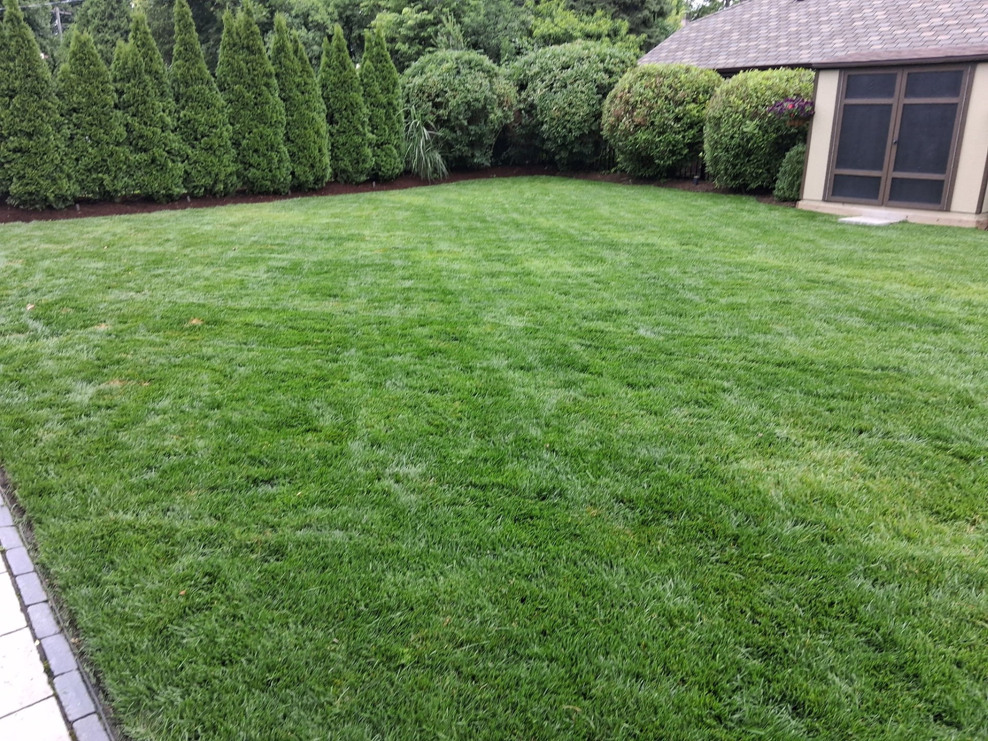 A manicured backyard lawn with tidy shrub borders and crisp edging by AJ Landscaping