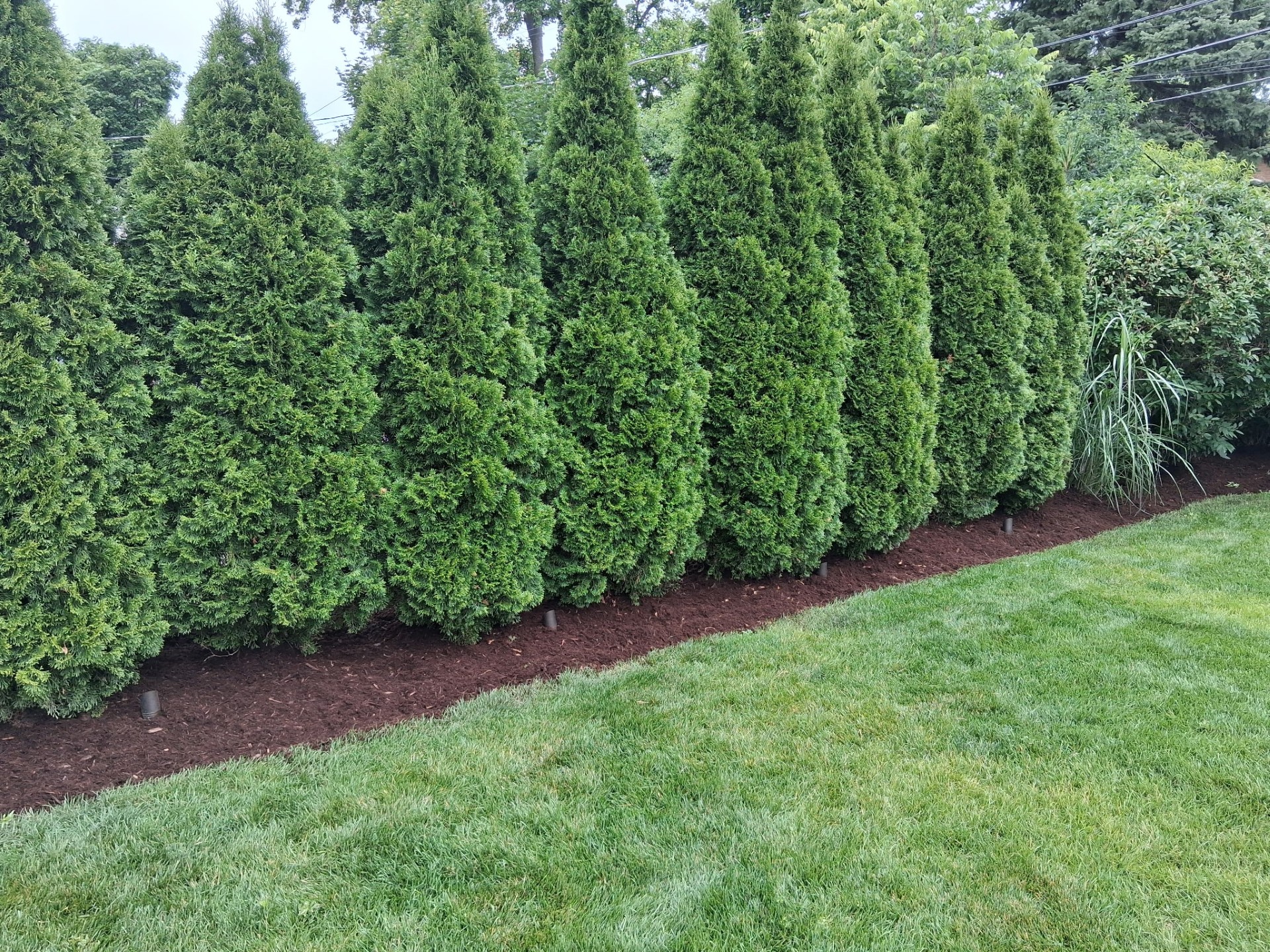 A fresh row of arborvitae privacy trees with new dark mulch beds installed by AJ Landscaping